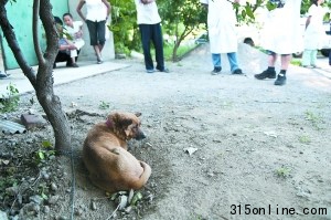 北京順義村莊家狗遭蜱蟲叮咬將對(duì)相關(guān)區(qū)域消殺