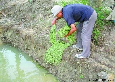 安徽省合肥市包河區一處蔬菜種植地前,菜農王明城將從自家地里收上來的豆角放在旁邊的河里洗刷(7月21日攝)。