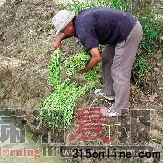 合肥市包河區一蔬菜種植地前,菜農王明城在河邊洗豆角。圖/新華社 合肥市包河區一蔬菜種植地前,菜農王明城在河邊洗豆角。圖/新華社