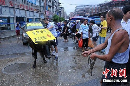 24日,在江西省景德鎮市,車主找來一頭老黃牛,拉著自己剛買3個月不到的進口沃爾沃越野車在鬧市“游行”,表達對沃爾沃公司售后服務的不滿。 石衛明 攝 24日,在江西省景德鎮市,車主找來一頭老黃牛,拉著自己剛買3個月不到的進口沃爾沃越野車在鬧市“游行”,表達對沃爾沃公司售后服務的不滿。 石衛明 攝