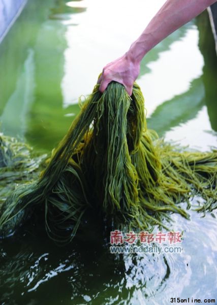 今年4月21日,祥明公司制假被查,記者現場看到,用墨水、檸檬黃、果綠等配料調合后,白色粉條被染色成假的番薯粉。 南都記者 吳進 攝
