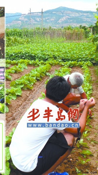 大白菜從種到收要打三四遍藥 大白菜從種到收要打三四遍藥