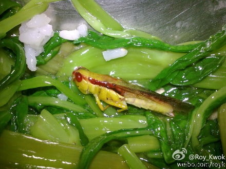 網友“Roy_Kwok(微博)”在微博上再爆廣工飯堂吃出蝗蟲。