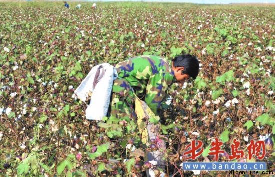 濰坊市濱海區報莊子村的徐俊營在地里采摘棉花。