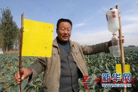山東省肥城市邊院鎮濟河堂村有機菜園里,一位農民在向記者展示用于防治害蟲的黃板和性誘劑誘蟲等生物技術工具。新華記者郭緒雷攝